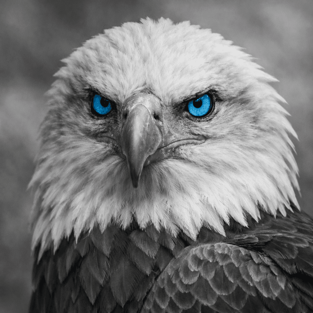 Adler - selbstbewusst